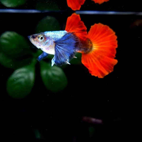 Dumbo Guppy